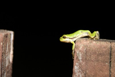 Hyla arborea - preparing for a jump